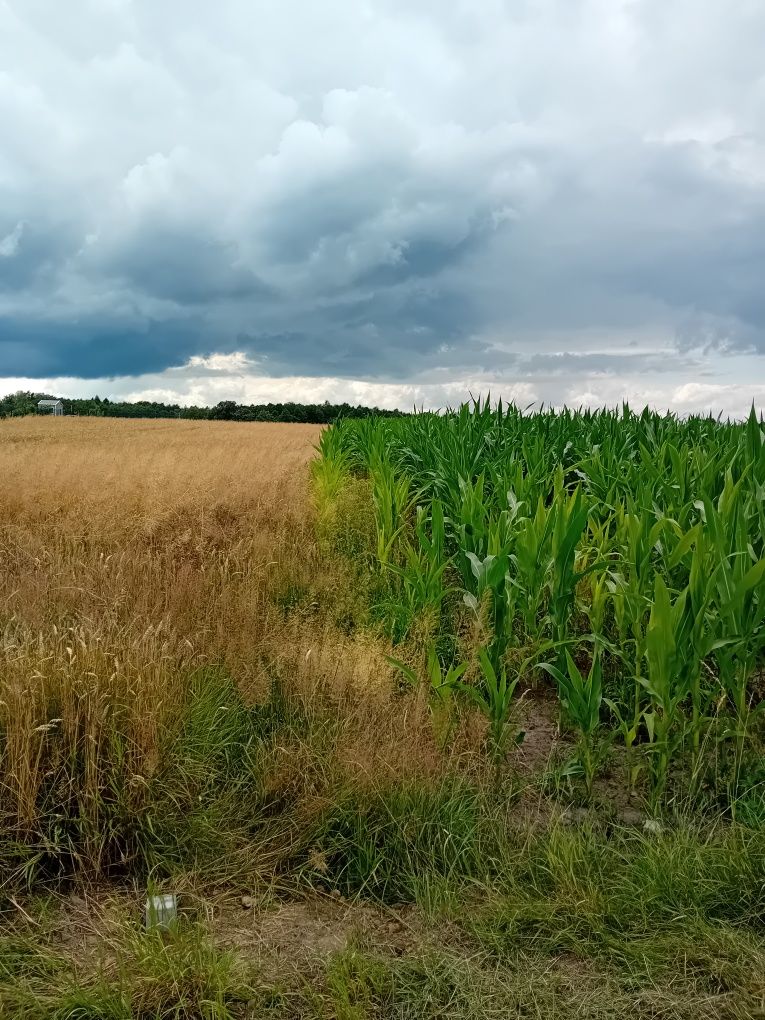 Opis ogłoszenia