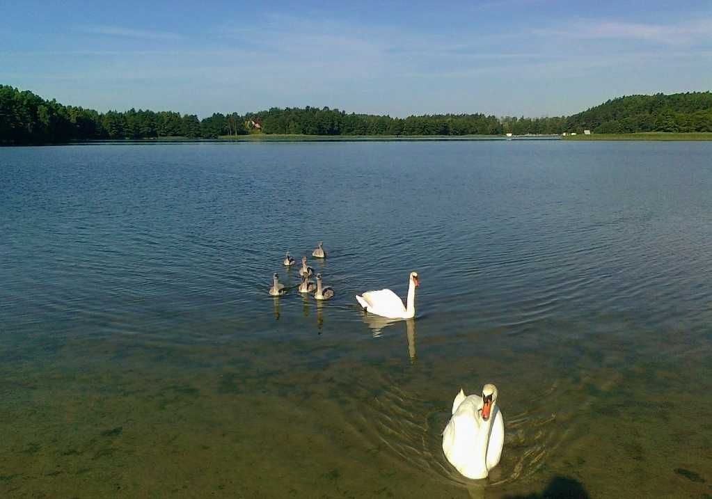Na leśnej polanie. Blisko jeziora. Zadrzewiona. Ogrodzona. Uzbrojona.